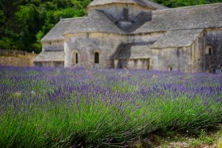 Lavanda, un calmant natural desăvârşit