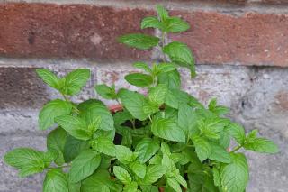 Menta, un tonic natural