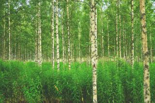 Mesteacănul, unul dintre arborii cu cel mai mare potenţial alergen