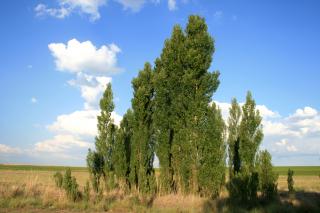 Recomandări pentru utilizarea „propolisului vegetal“ din muguri de plop