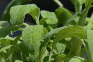 Salvia, planta Maicii Domnului