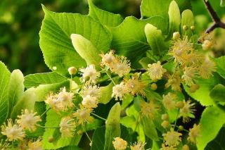 Infuzia din flori de tei, cel mai natural calmant