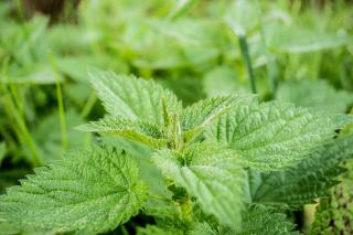 Urzicile, medicamente naturale de neegalat