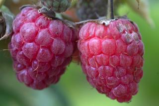 Zmeura, un „flacon” de vitamine naturale