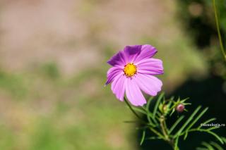 floare mov