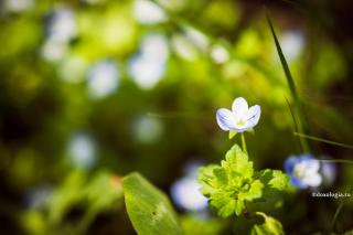floare