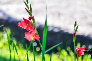gladiole