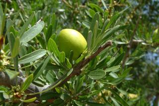 Despre uleiul de argan