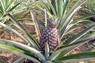 Ce puteți trata cu ceai din coji de ananas