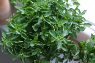 Beneficiile consumului de oregano