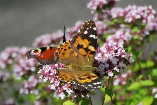Beneficiile uleiului de oregano