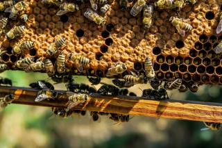 Cum preparăm tinctura de propolis acasă