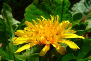 Trei leacuri naturale pentru detoxifiere limfatică