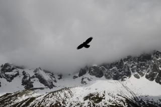 siluetă pasăre în zbor