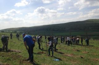 Activitate ecologică - Parohia Piscu Rusului a plantat 10.000 de puieți de salcâm