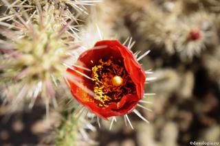 floare de cactus