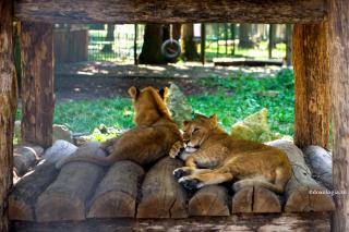lei în grădina zoologică