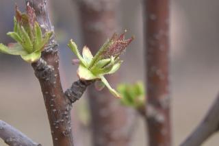 (Video) O nouă pădure în Cetatea Iașului