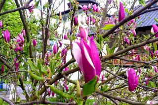 (Foto) Florile de la Mănăstirea Sihăstria