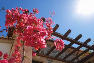 Florile Sfântului Ierarh Nectarie
