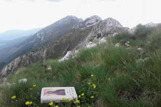 Trandafirii cățărători, coproducția mântuirii și a bunei guvernări