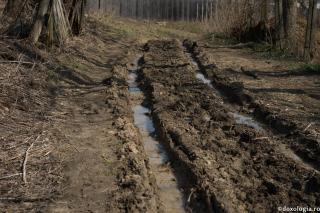 drum în pădure