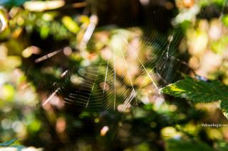 pânză de păianjen