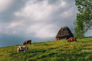Văcarul pedepsit de Sfântul Ioan Botezătorul