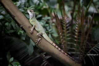 dragon chinezesc de apă