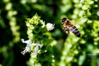 Scandalurile sunt tulburări pentru suflet