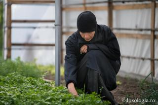 (Video) În grădina Mănăstirii Văratec: bucurie, ascultare și rugăciune fără încetare
