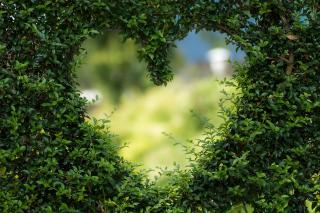 Tratamente fitoterapeutice pentru bolile cardiovasculare