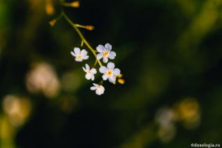 floare de nu-mă-uita