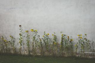 Tipuri de anemie