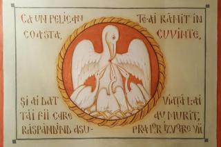 reprezentare pelican