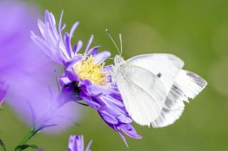 Ateroscleroza coronariană – simptome și factori favorizanți