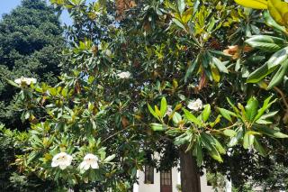 Magnolia de la Mănăstirea Kato Xenia – o încântare pentru ochii pelerinilor