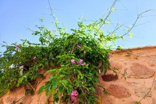 Florile de la Mănăstirea „Sfânta Ecaterina” din Sinai