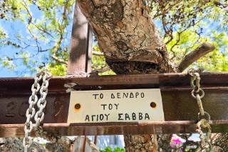 Copacul Sfântului Cuvios Sava cel Nou din Kalymnos