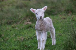 Mielul de Paști, tradiție sau obligație? | Credința fără superstiții (15)