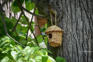 Tristețea noastră, cuibușor de nebunii – Predica de un minut
