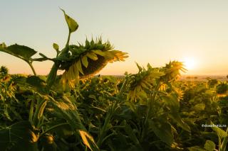 Aprinzând lumina Păcii – Predica de un minut