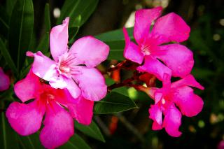Florile Sfântului Ierarh Nectarie de la Eghina