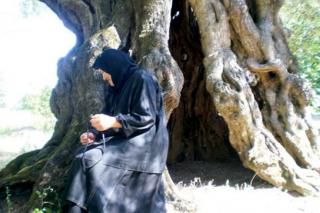 Locul de nevoinţă a Gherondisei Anastasia - scorbura de măslin