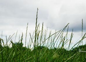 iarbă verde
