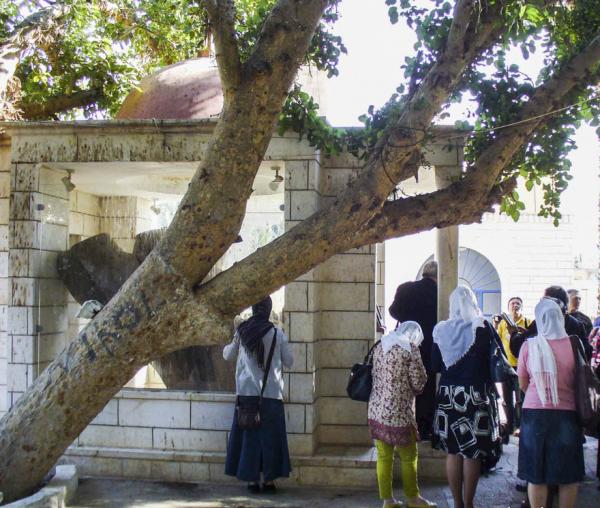 (Foto) Dudul lui Zaheu – Biserica Sfantul Elisei din Ierihon