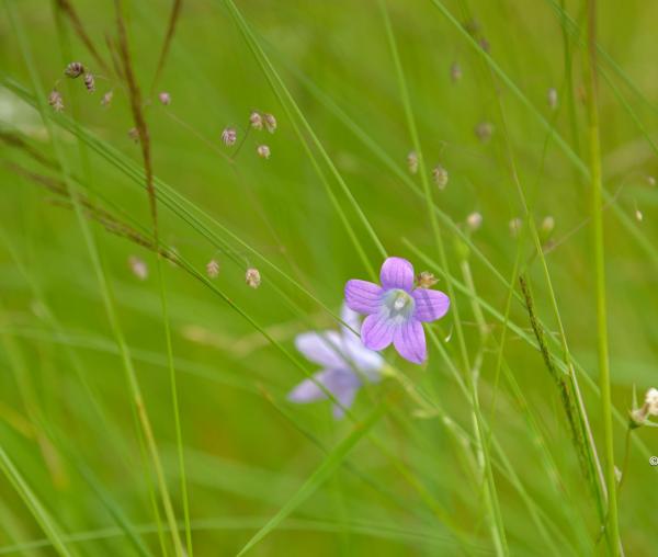 floare de câmp