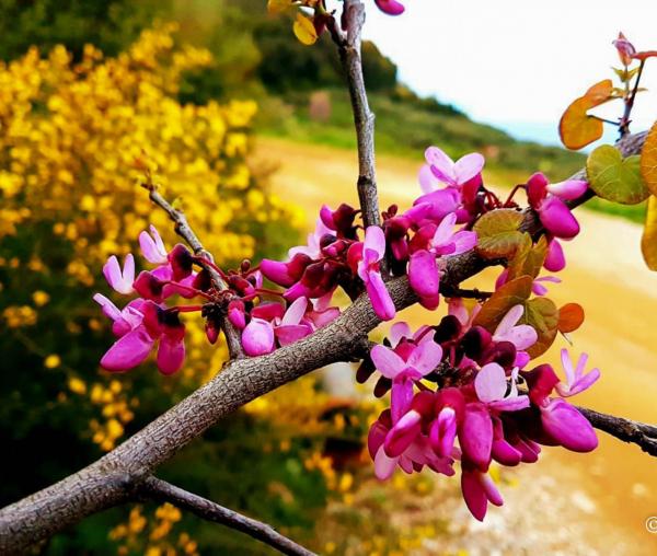 (Foto) Zile de aprilie la Muntele Athos