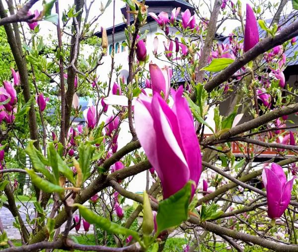 (Foto) Florile de la Mănăstirea Sihăstria