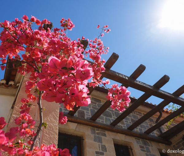 Florile Sfântului Ierarh Nectarie